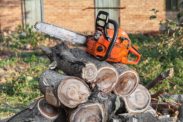 Tree Removal for Businesses in Reeds Spring, MO